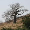 Baoba tree.JPG