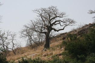 Baoba tree.JPG