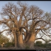 baobab-boye.jpg