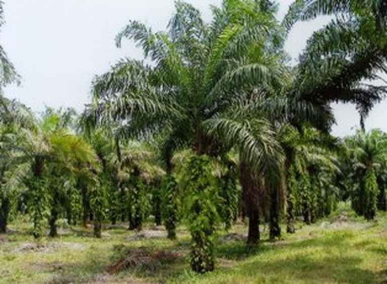 palm-tree-boye.jpg