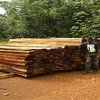 timber-stock-piled-road-side.JPG