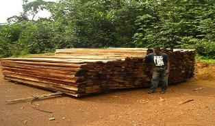 timber-stock-piled-road-side.JPG